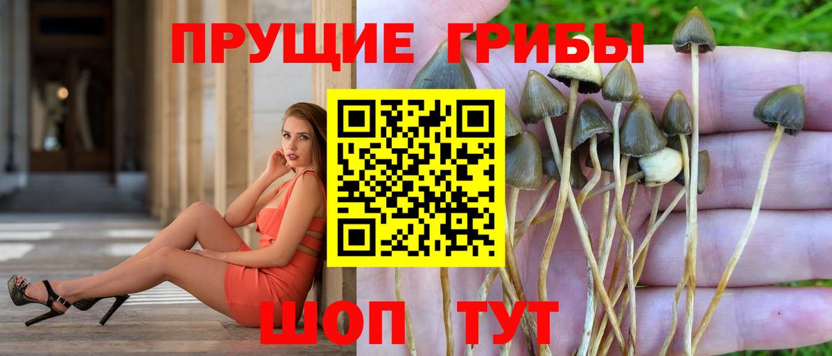 Томск  Псилоцибиновые грибы Psilocybine cubensis  Вход с VPN 